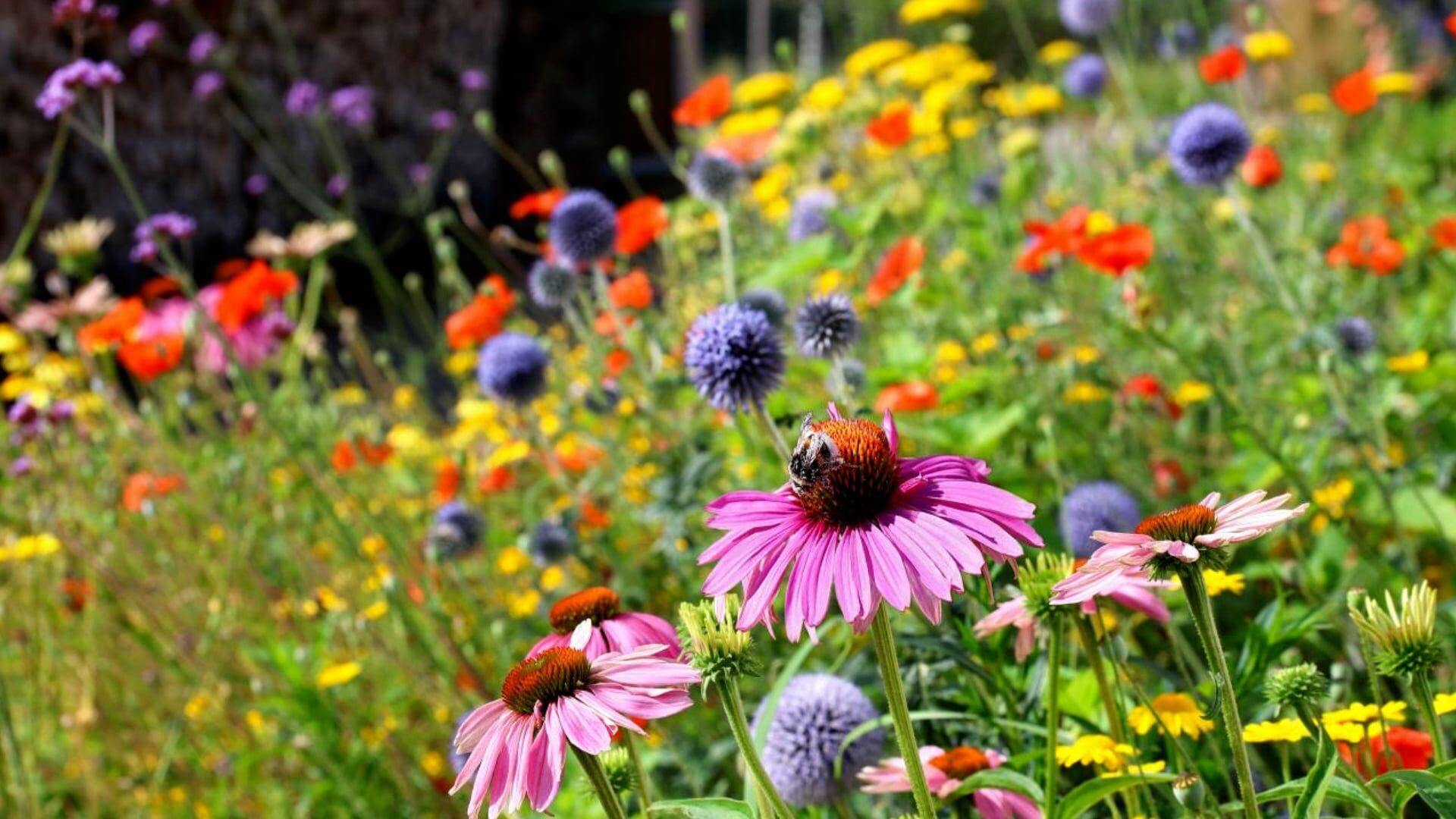 Deadhead These Flowers In August For An Extended Bloom
